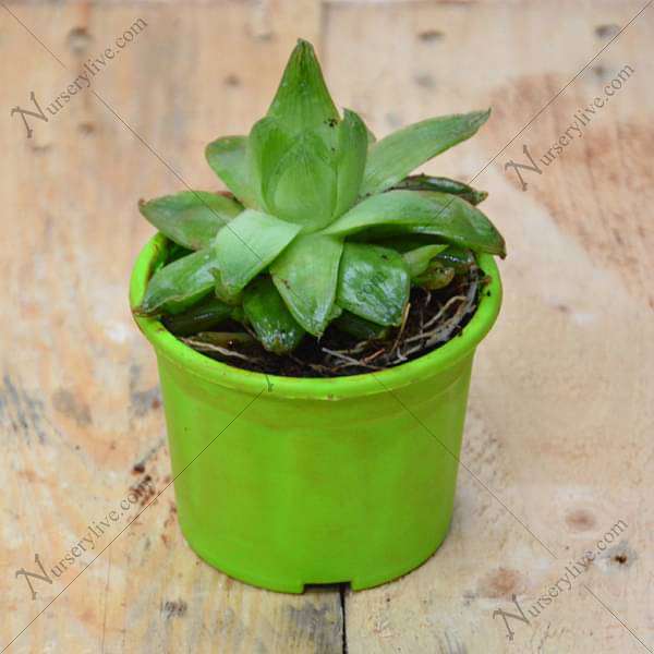 cathedral window succulent Buy Haworthia cymbiformis,Cathedral Window Haworthia