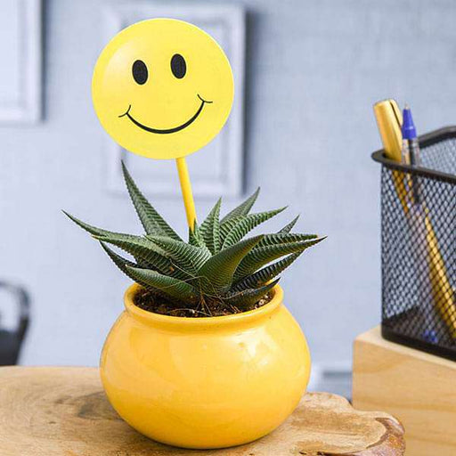 haworthia plant in ceramic handi with smiley flag - plant