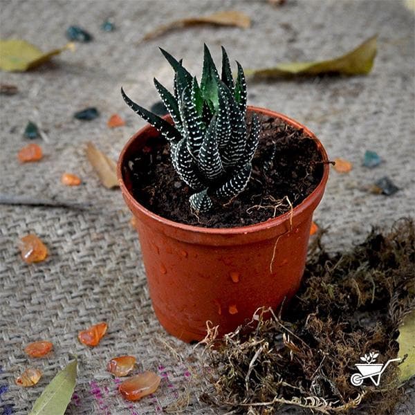zebra wart succulent care Buy Haworthia reinwardtii, Zebra Wart