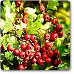 Buy Hawthorn