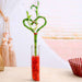 heart arrangement lucky bamboo in a glass vase with pebbles - plant