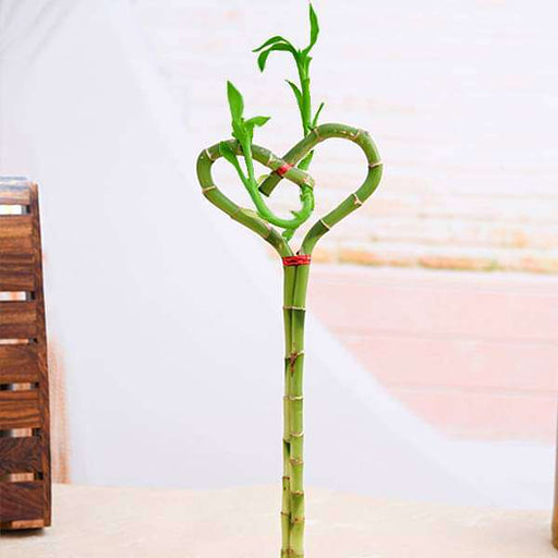 heart shaped lucky bamboo plant Buy Heart Arrangement Lucky Bamboo Plant online from Nurserylive at lowest price
