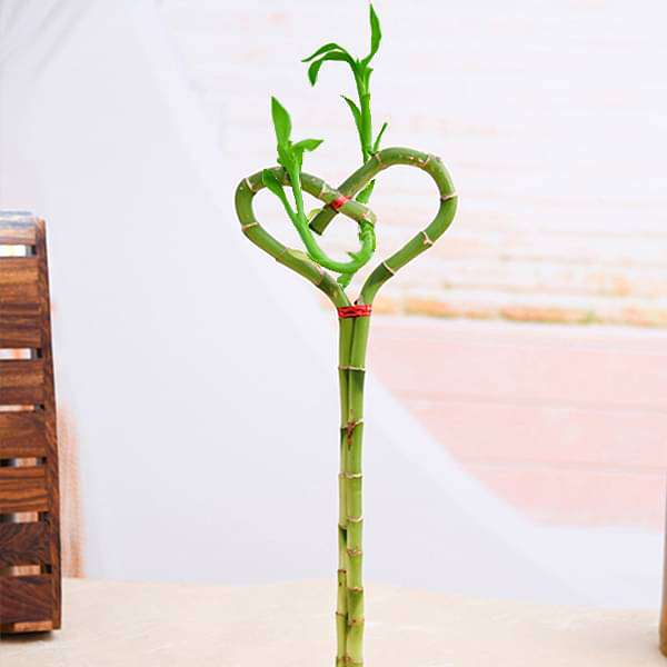 heart arrangement lucky bamboo plant - plant