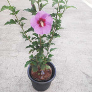 hibiscus - plant