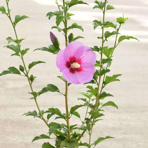Buy Hibiscus, Gudhal Flower (Purple) - Plant online from Nurserylive at ...