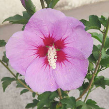 Buy Hibiscus, Gudhal Flower (Purple) - Plant online from Nurserylive at ...