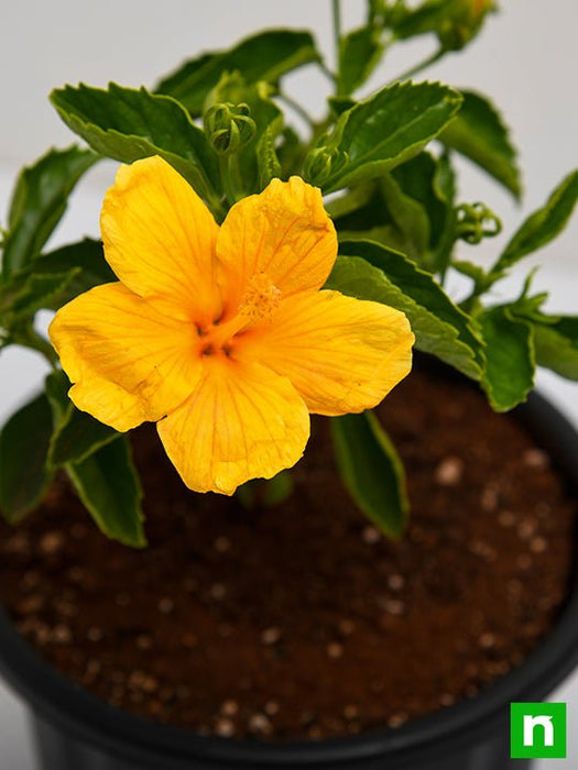 Yellow Hibiscus Plant Buy Hibiscus Yellow Double Plant Jaswand,