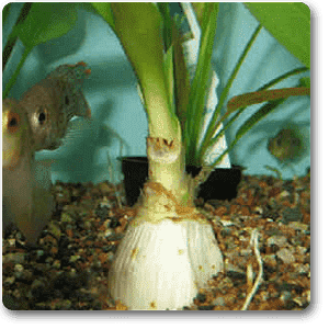 himalaya onion - plant