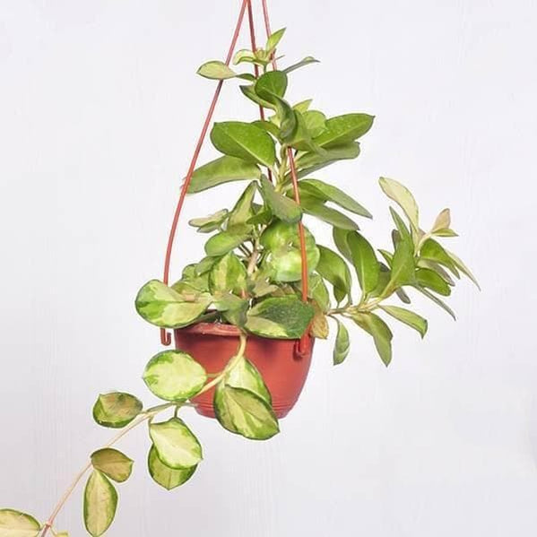 Buy Hanging Plants online from Nurserylive at lowest price.
