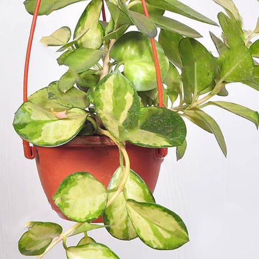 hoya australis lisa (hanging basket) - plant