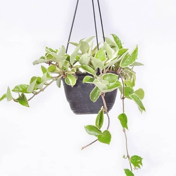 Buy Hanging Plants online from Nurserylive at lowest price.