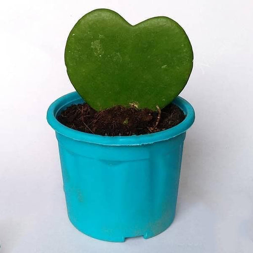 hoya kerrii - plant