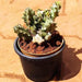 huernia species - plant
