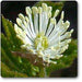 hydrastis canadensis - plant