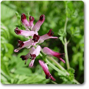 indian fumitory - plant