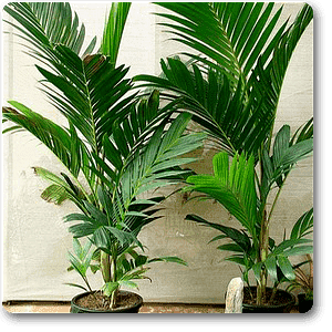 ivory palm plant Buy Ivory cane palm