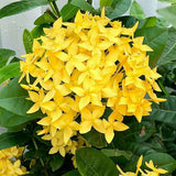 Ixora Long, Singapuri Ixora (Yellow) - Plant