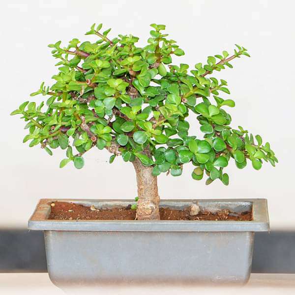 bonsai jade plant price Buy Jade Bonsai