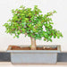 jade bonsai - plant