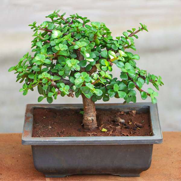 Buy Jade Bonsai