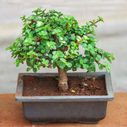 jade bonsai - plant