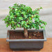 jade bonsai - plant