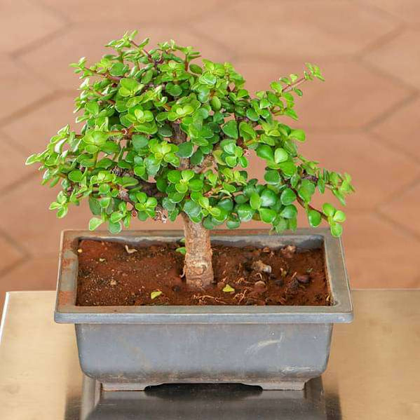 Buy Bonsai Plants online from Nurserylive at lowest price.