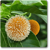 Kadamba, Tree of Satabisha Nakshatra, Aquarius or Kumbha Rashi - Plant