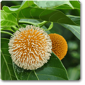 kadamba - plant