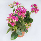 Kalanchoe (Pink) - Plant