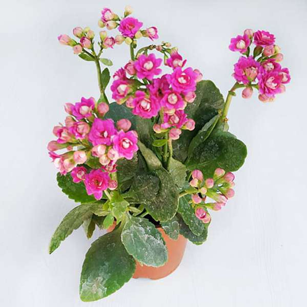 Buy Kalanchoe Plants online from Nurserylive at lowest price.