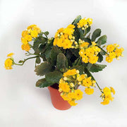 kalanchoe (yellow) - plant