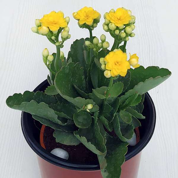 yellow kalanchoe succulent plant Buy Kalanchoe (Yellow)