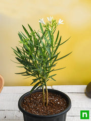 kaner - plant