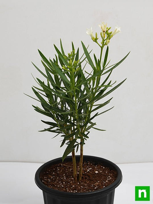 Buy Kaner, Nerium Oleander (White, Single) - Plant online from ...