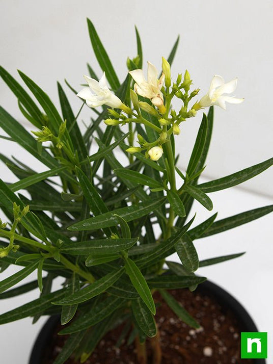 Buy Kaner, Nerium Oleander (White, Single) - Plant online from ...