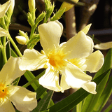 Kaner, Nerium Oleander (Yellow, Single) - Plant