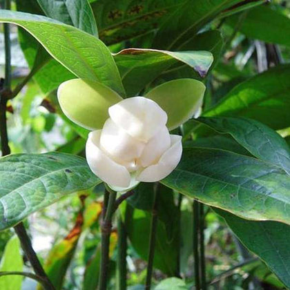 chafa flower seeds Buy Kavati Chafa, Magnolia liliifera