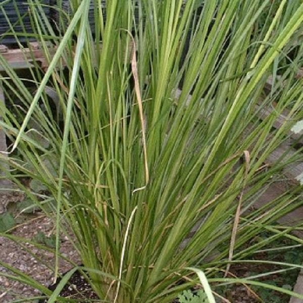 khus - plant
