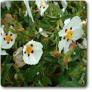 Buy Labdanum - Plant online from Nurserylive at lowest price.