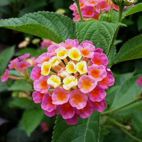 Buy Lantana camara (Any Color) - Plant online from Nurserylive at lowest  price.