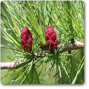 Buy Larix laricina - Plant online from Nurserylive at lowest price.