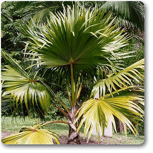 red latan palm - plant