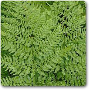 Buy Leather Woodfern - Plant online from Nurserylive at lowest price.