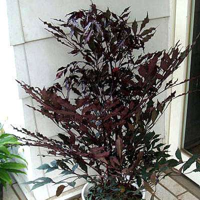 leea coccinea - plant