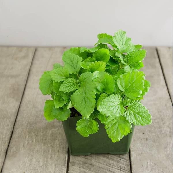 lemon balm plant for snakes Buy Lemon Balm