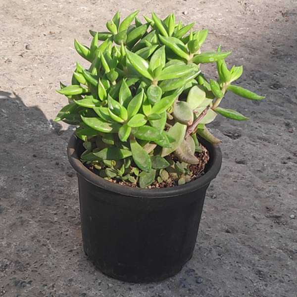 lenophyllum acutifolium - plant