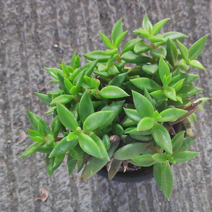 lenophyllum succulent Buy Lenophyllum acutifolium