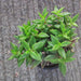 lenophyllum acutifolium - plant