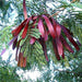 leucaena leucocephala - plant